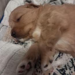 Cyrus - male Assorted Doodle Crosses puppy in Northumberland, Pennsylvania from Light and Life Doodles