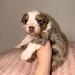 Dime - Red merle female Australian Shepherd puppy in Anniston, Alabama from All Hale Aussies