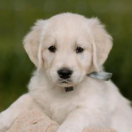 Golden Retriever Puppies from MC Goldens