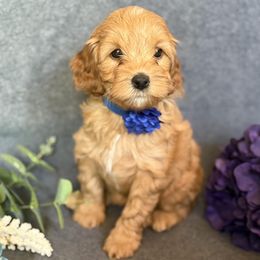 Buttercup - Cream female Cavapoo puppy in Arizona from AZ Cavapoos