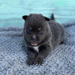 Belly - Blue female Pomsky puppy in Krum, Texas from Paw-Some Pomskies