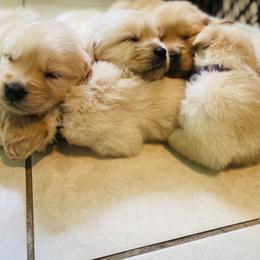 Golden Retriever Puppies from All shades Golden