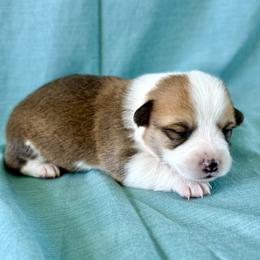 Pembroke Welsh Corgi Puppies from Pembroke Welsh Corgis at Belle Haven