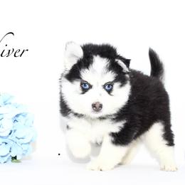 Shiver - Black and white male Pomsky puppy in Murfreesboro, Tennessee from Middle Tennessee Pomskies
