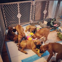 Boxer Puppies from Sara's Bouncing Boxers