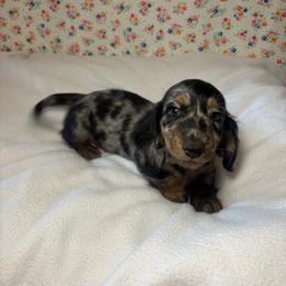Jasper - Dapple male Dachshund puppy in Mountain Grove, Missouri from Happy Hounds