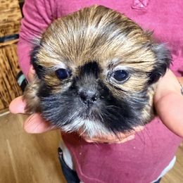 Brindle female - Brindle female Shih Tzu puppy in Beaver, Ohio from Jessica’s Shih Tzus