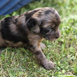 FunFetti - Merle male Cavapoo puppy in Lewisburg, Pennsylvania from Jessie's Puppies