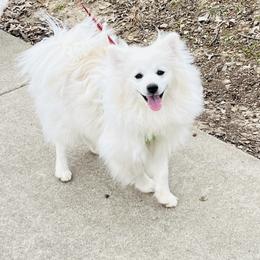 Bentley - White male Pomeranian puppy in St. Louis, Missouri from Saint Louis Pomeranian babies