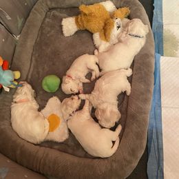 Bichon Frise Puppies from Southern Sands Bichons