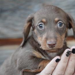 Dachshunds from TNT Dachshunds