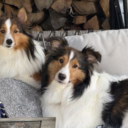 Shetland Sheepdog puppies from Huckleberry Farms Shelties