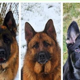 German Shepherds from Beau Ideal German Shepherds
