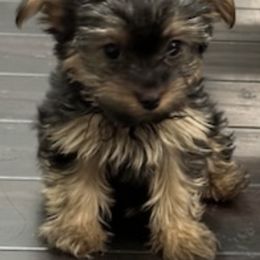 Yorkshire Terriers from Covington's Yorkshire Terriers
