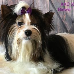 Delilah - Biewer Terrier