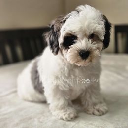Rover - White Yorkipoo puppy in Coolidge, Arizona from Effervescent-Pooches