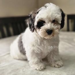 Rover - White Yorkipoo puppy in Coolidge, Arizona from Effervescent-Pooches