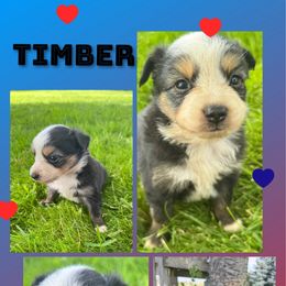 Timber - Black tri male Toy Australian Shepherd puppy in Menan, Idaho from Teton Toy Aussies