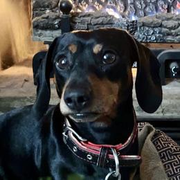Memphis - Dachshund