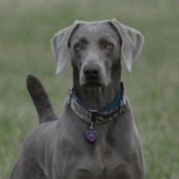 Weimaraners from Outback Adventure