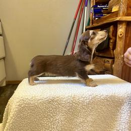 Porsche - Chocolate and cream female Dachshund puppy in Stilwell, Oklahoma from Mountain Top Dachshunds