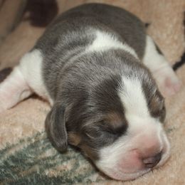 Champion Dad Valentino - Blue tan and white male Beagle puppy in Spring Creek, Nevada from Badland Kennel
