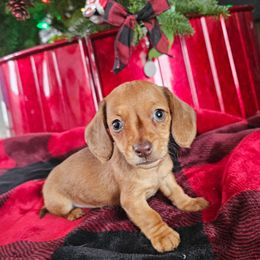 Mouse - Red female Dachshund puppy in Elk River, Minnesota from Darling Doxies