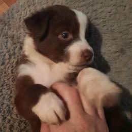 Australian Shepherds from Tennesse Pride Aussies