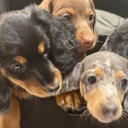 Dachshunds from Berry Dachshunds
