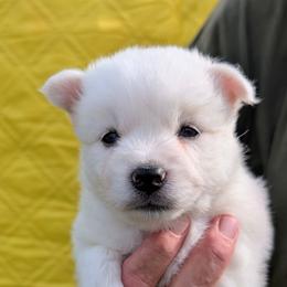 Rayne - 2000 - White female Pomsky puppy in Spring Hill, Florida from www.PuppyTimeEmporium.com