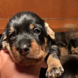 Boy 2 - Dachshund puppy in Mt Laurel, New Jersey from ev-ry dachshund