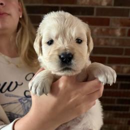 Joy (Aqua) - Light golden female Golden Retriever puppy in Jacksonville, Florida from River City Golden Retrievers