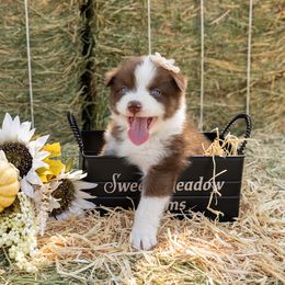 Brownie - Red tri-color female Australian Shepherd puppy in Madera, California from Sweet Meadow Farms