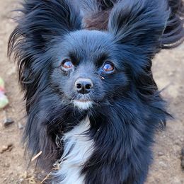 Abby - Companion Cross