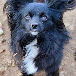 Abby - Companion Cross