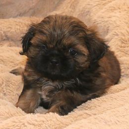 Shih Tzu Puppies from DHDoggs Shih Tzu