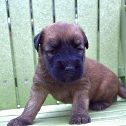 Hickory - Wheaten male Soft Coated Wheaten Terrier puppy in Kirksville, Missouri from Ironwood Ridge Kennels