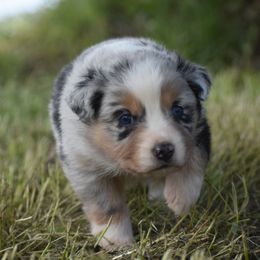 Australian Shepherd Puppies from 10-BAR-Y RANCH