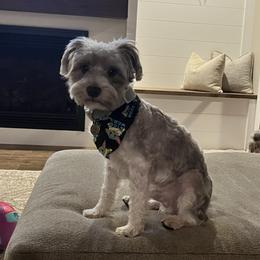 Kip - Miniature Schnauzer