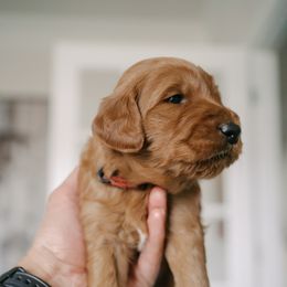 Goldendoodle Puppies from Abner Creek Doodles