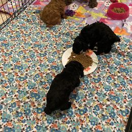Cockapoo Puppies from Coco's Cocopuffs
