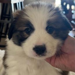 Seal full colllar - Seal male Border Collie puppy in Apple Valley, California from Flying S Ranch Border Collies