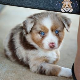 Frank Sinatra - Red merle male Miniature Australian Shepherd puppy in Hearne, Texas from Wigglebutts Unlimited