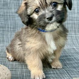 Biscuit - Black and tan male Companion Cross puppy in Mankato, Minnesota from Tiny and Treasured