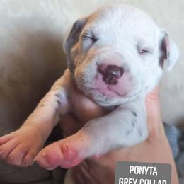 Ponyta (Grey collar) - White and liver brown female Dalmatian puppy in Raymondville, Missouri from Wagner's Dalmatian's