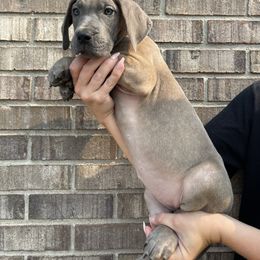 Purple Collar - Blue brindle female Great Dane puppy in Kimball, Michigan from Starlight Danes