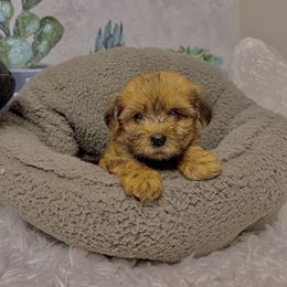Morkie Puppies from Smart Farms