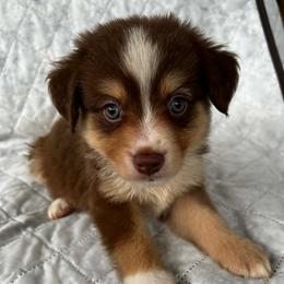 Boots - Red tri male Miniature Australian Shepherd puppy in Alabama from SBA Aussies