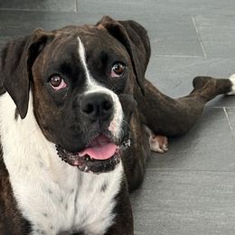 Boxers from Magen's Boxers