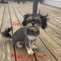 Maverick - Black and tan male Shih Tzu puppy in Marion, Michigan from Maple Lane Pups